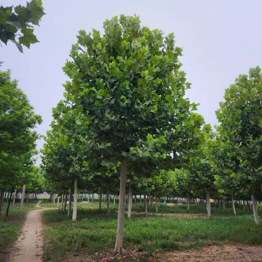 菏泽苗圃基地直销，悬铃木，法桐，8-25公分，量大，量大优惠，