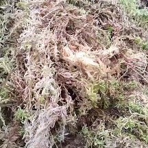 镇雄县优质水苔