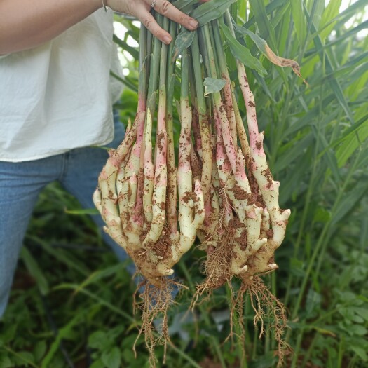 江永县湖南永州特产江永香姜红芽姜嫩子姜生姜醋泡姜现挖现发批发零售