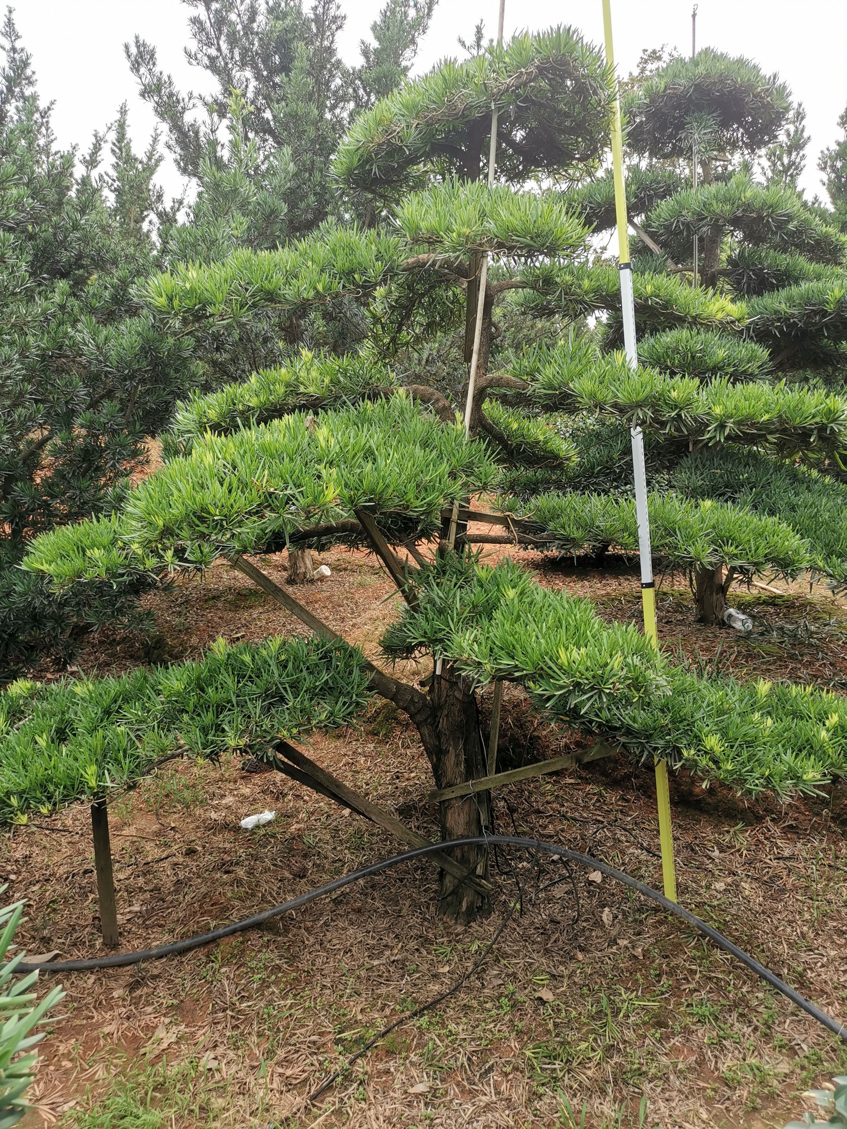 造型罗汉松，12--16公分，庭院，