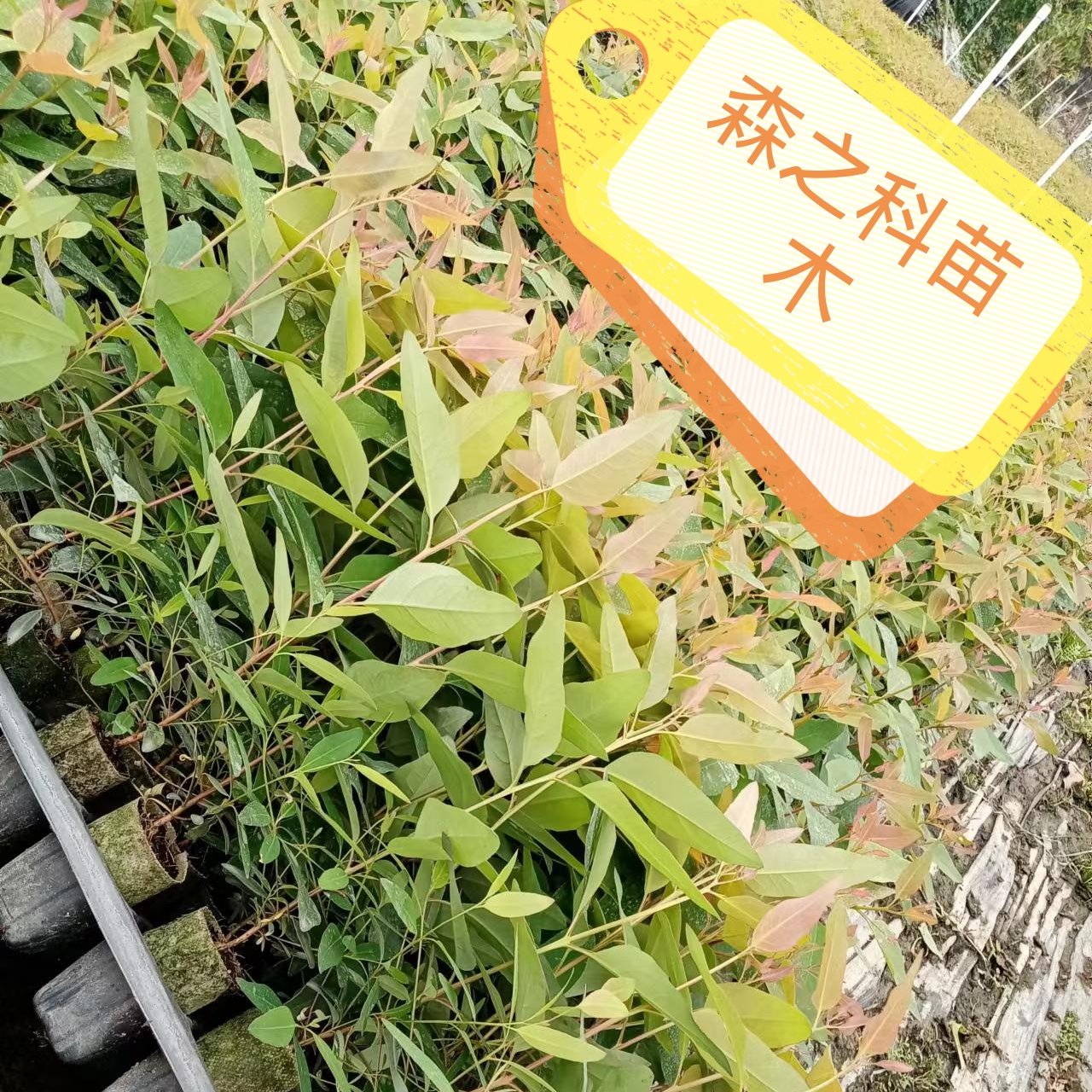 森之科苗木場