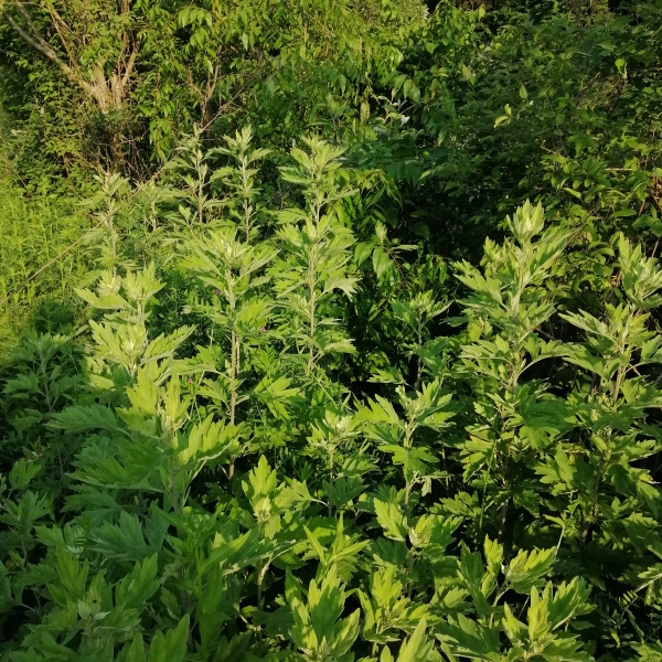 艾叶批发纯正品大叶艾蕲艾干艾草原产地打艾绒做艾柱薰蒸洗护