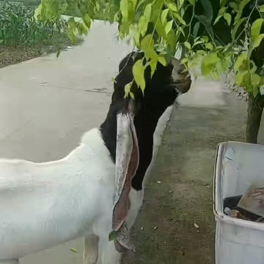 大耳羊！