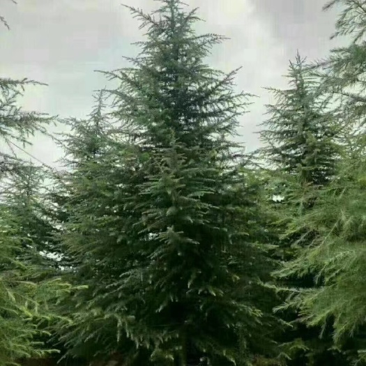 汝南县军营雪松花木种植合作社