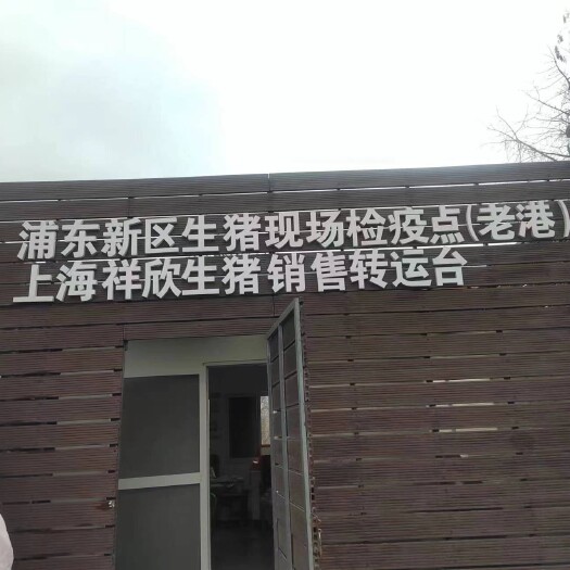 灌云县长太母猪，大白，长白，苏太，杜洛克，太湖，原种母猪！