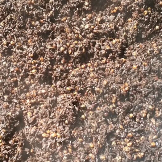 古蔺县精品酒糟