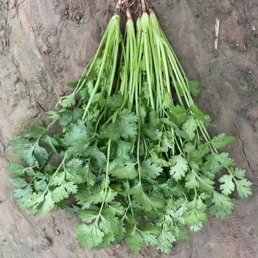 香菜