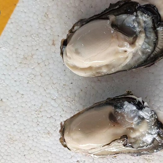 诏安县网红一口蚝，珍珠蚝，福建漳州诏安生蚝，原产地发货