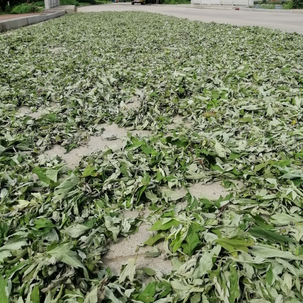 艾叶批发纯正品大叶艾蕲艾干艾草原产地打艾绒做艾柱薰蒸洗护