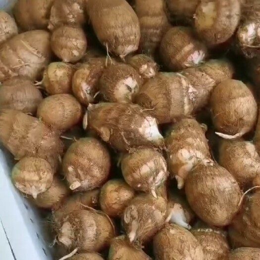 沂水县新鲜芋头