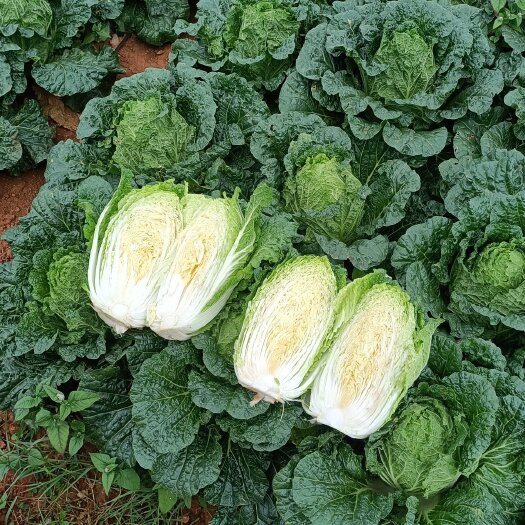 陆良县云南黄心大白菜