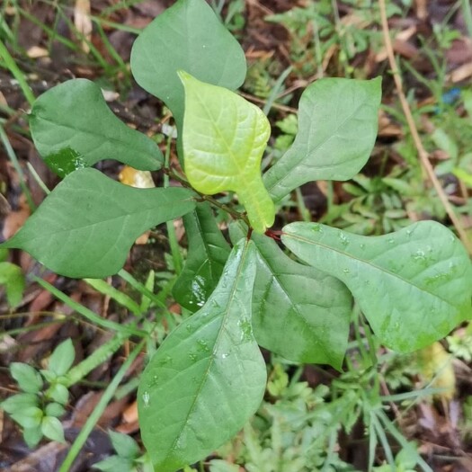 英德市水照影（以斤计）