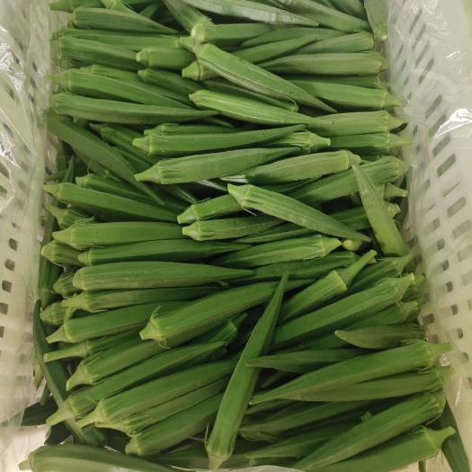 嘉祥县水果秋葵