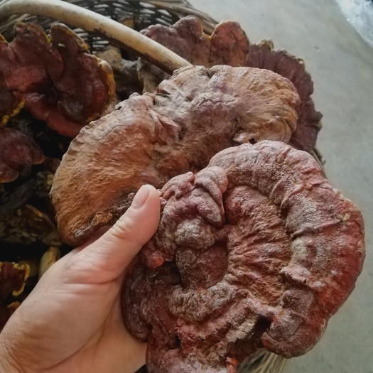 随县包邮天然赤灵芝干货非人工种植精选去泥蔸假一赔百养生佳品