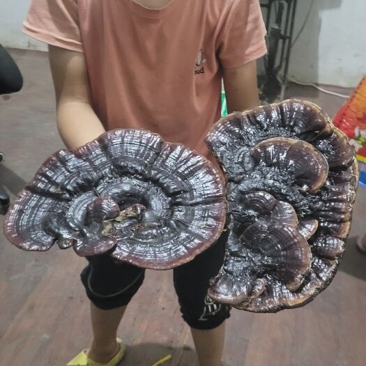 紫云县贵州新鲜黑灵芝山黑灵芝芝片泡酒