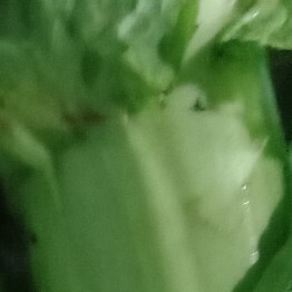 成都三青莴笋大量出货有须要的朋友们通过惠农网平台放心联系