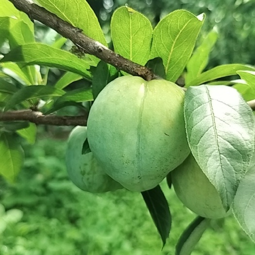 汝城县青翠李