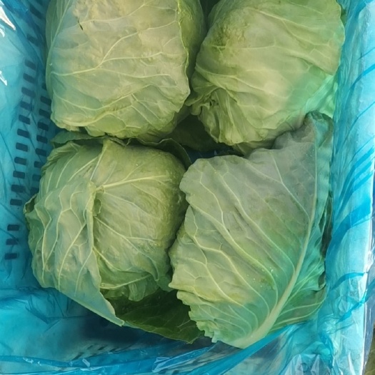 寿阳县绿包菜