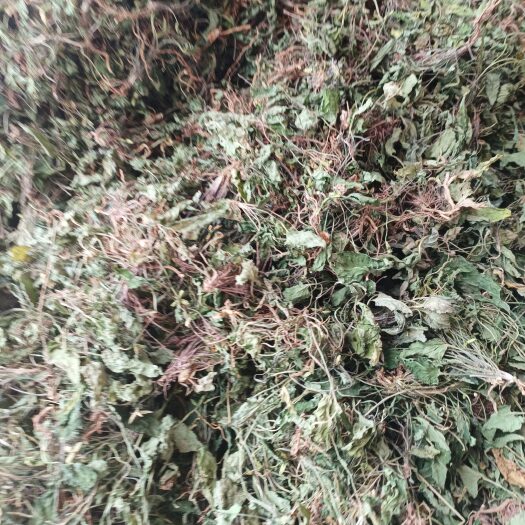 仁寿县四川紫花地丁，铧头草 犁头草 山黄瓜，地黄瓜