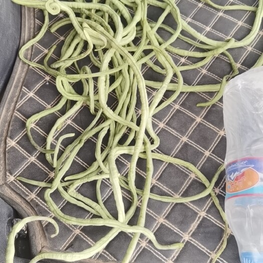 皮山县长豇豆