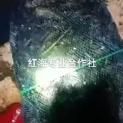 高州市澳洲小龙虾