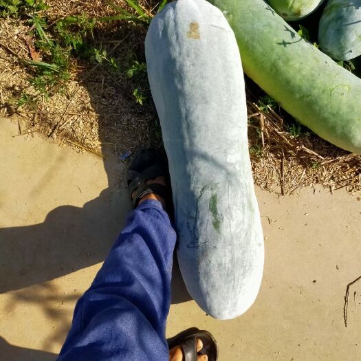 新野县白皮冬瓜