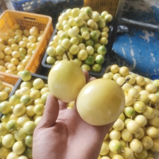 高州市市场果一件代发黄金百香果钦蜜九号大果