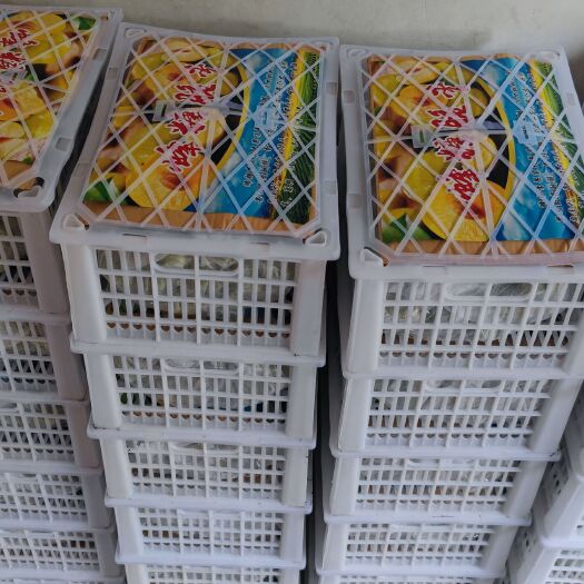 西安蜂糖李 马上成熟，开启预售