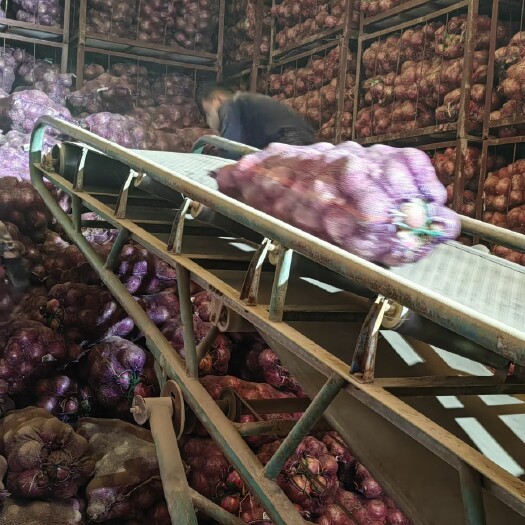 通许县大红二红，红紫皮洋葱大量出售，各种规格，市场电商，货在开封