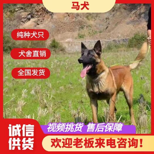 汶上县马犬，马犬幼犬，纯种马犬智商高，兴奋度高，活跃灵敏的防暴犬。