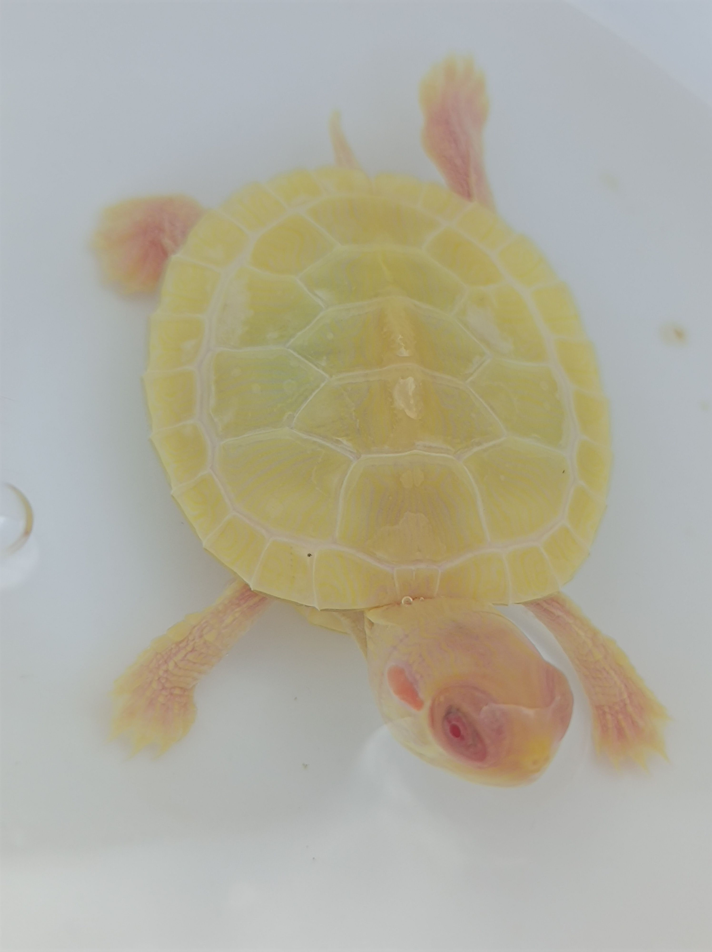 家养黄金巴西龟，变异巴西龟，白化巴西龟，黄化巴西龟，金粉基因