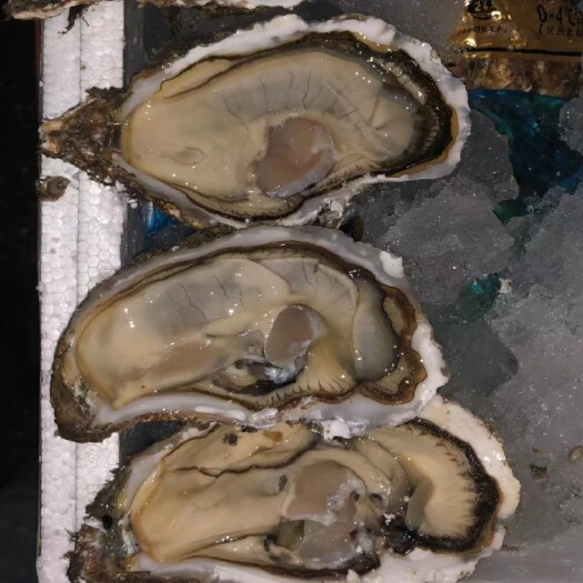 深圳乳山生蚝深圳市内配送