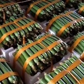 江阴市精品油皮丝瓜，自产自销，欢迎各大老板联系