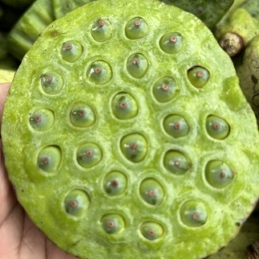 和县新鲜莲蓬