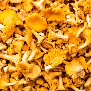 鸡油菌经营产地鸡油菌大货 支持大量批发零售 支持空运