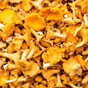 扎兰屯市鸡油菌经营产地鸡油菌大货 支持大量批发零售 支持空运