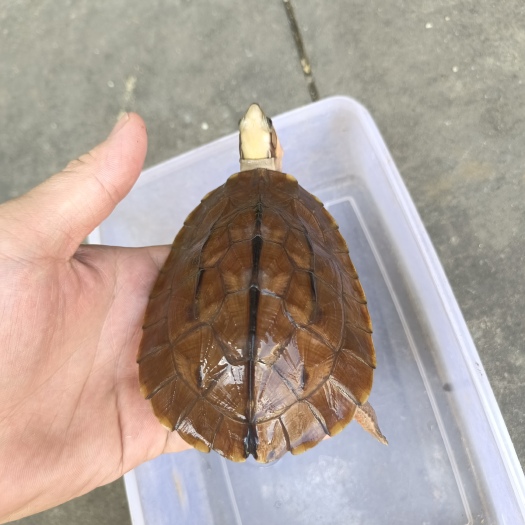 南宁三线闭合，2两至4两一个，观赏