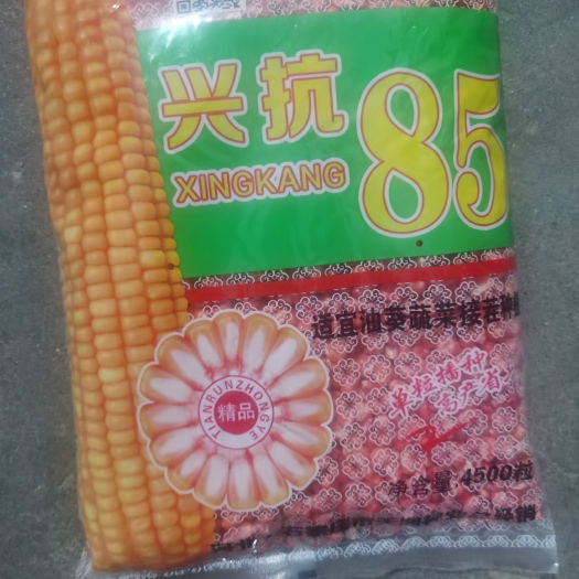 南宫市短季玉米品种-兴抗85生育期85天左右油葵接茬品种