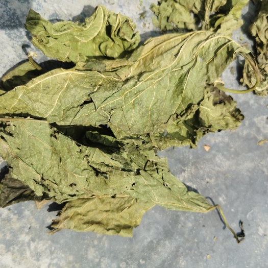 青绿桑叶，有大货，有意的老板请电联