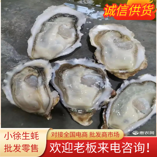 连云港乳山生蚝流通 三倍体