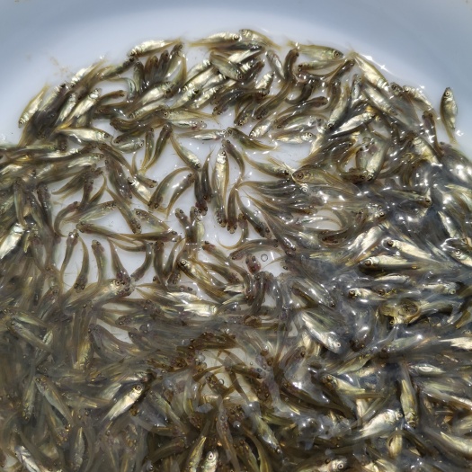 吴川市出售青鱼苗1斤600尾