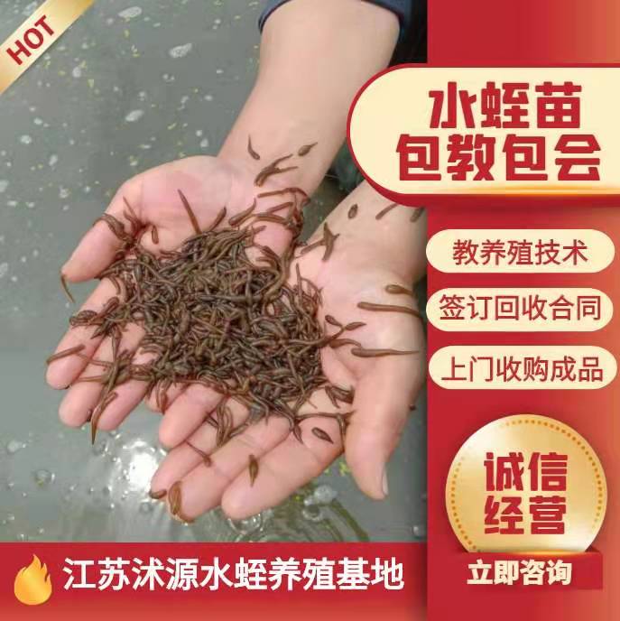 宿迁水蛭苗，成活率高，养殖简单，产量高，包教包会
