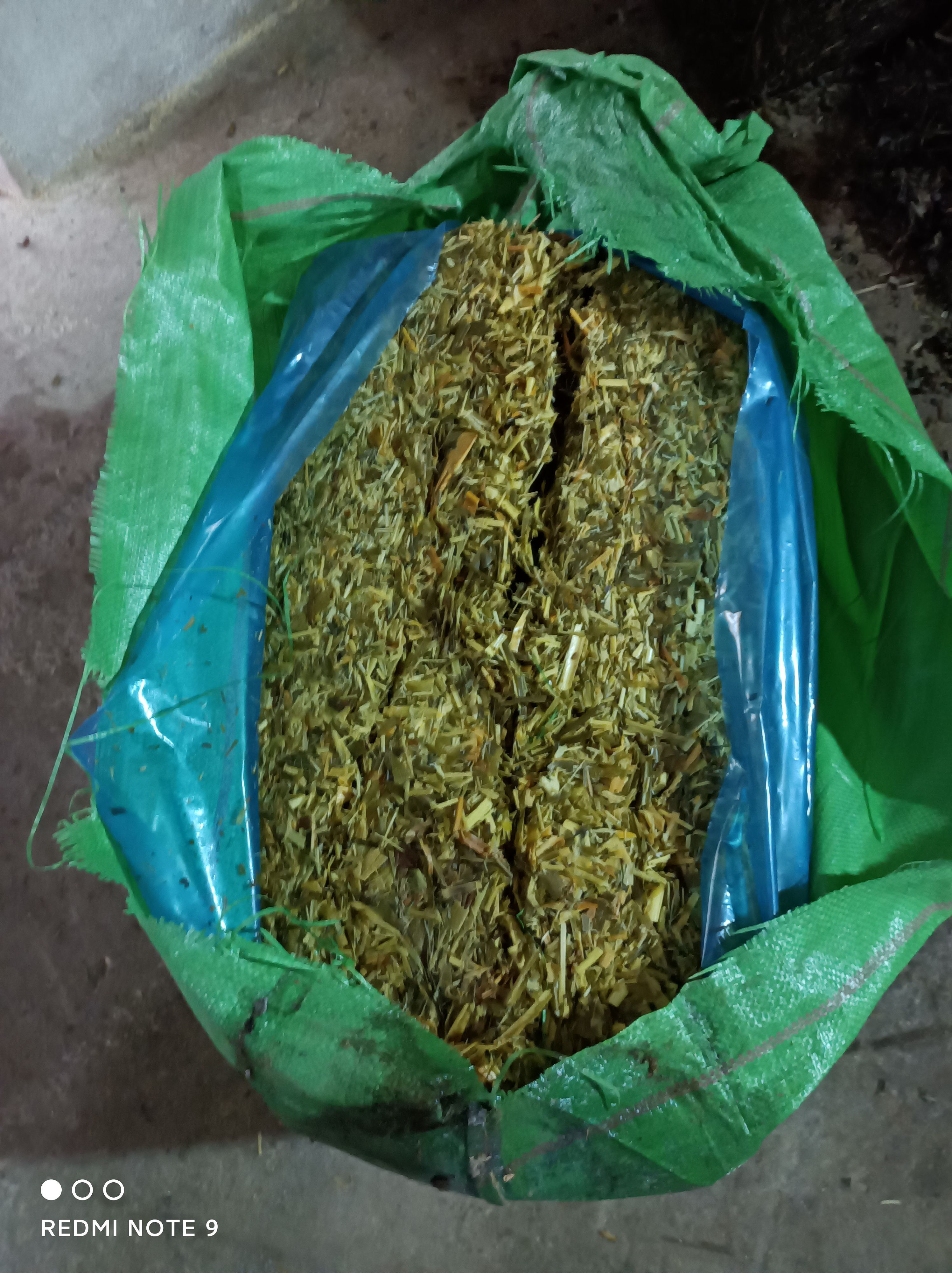 优质青贮草，酒香味浓，适口性好，营养丰富