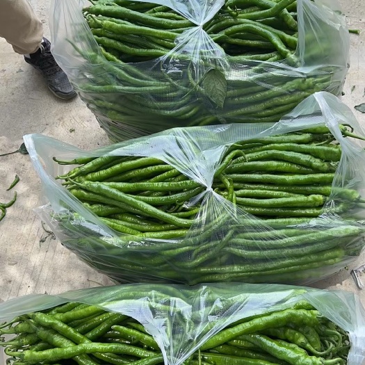 秀山8号线椒