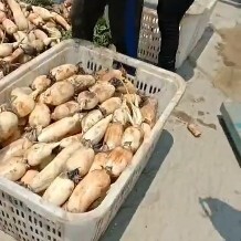 宾阳县广西莲藕