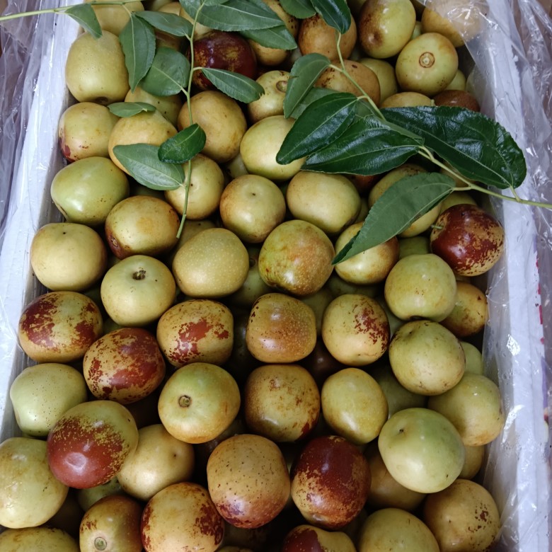 山东鲜枣基地现摘现发供电商平台直播带货出口等有丰富的打包经验