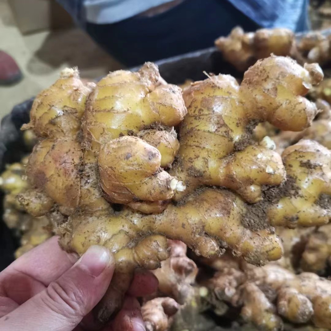 带土小黄姜窖藏货
