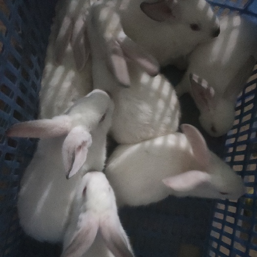 伊拉兔