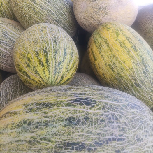 伽师县八六王伽师瓜