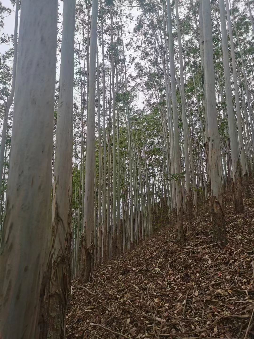 云南几万亩林地寻合作伙伴可以种植安树、